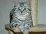 British Shorthair S*Swebritt's Dustin - Dustin,dec.07.Har udviklet sig fint med nogle brede kinder ;-))