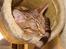 Ocicat Cassiopeia (kaldet Peia)