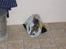 Huskat compani (SOLGT) - nogle gode ting her inde..