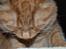 Norsk Skovkat Pelle R.I.P MY LOVE<3