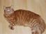 Norsk Skovkat Pelle R.I.P MY LOVE<3