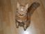 Norsk Skovkat Pelle R.I.P MY LOVE<3