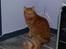 Norsk Skovkat Pelle R.I.P MY LOVE<3