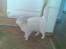 Huskat Lille mis *RIP*