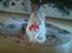 Huskat Lille mis *RIP*