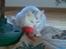 Huskat Lille mis *RIP*