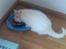 Huskat Lille mis *RIP*