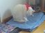 Huskat Lille mis *RIP*