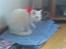 Huskat Lille mis *RIP*