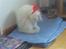 Huskat Lille mis *RIP*