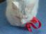 Huskat Lille mis *RIP*