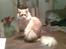 Maine Coon Isabella