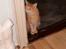 Maine Coon Isabella