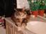 Maine Coon Anastacia( har født 2 )