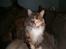 Maine Coon Anastacia( har født 2 )