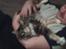 Maine Coon Anastacia( har født 2 )