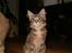Maine Coon Little Miss Demi