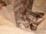 Maine Coon Little Miss Demi