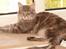 Maine Coon Little Miss Demi