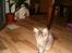 Maine Coon Little Miss Demi