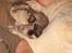 Maine Coon Little Miss Demi