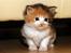 Maine Coon Afrodite