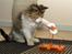 Maine Coon Afrodite