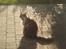 Maine Coon minni