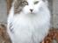 Maine Coon Line P (polydaktyl) - Line 2½ år