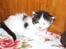 Maine Coon Line P (polydaktyl) - Line 3½ uge