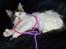 Maine Coon Line P (polydaktyl) - Line 13 uger