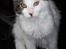 Maine Coon Line P (polydaktyl) - Line 13 uger