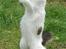 Maine Coon Line P (polydaktyl) - Line 8 mdr