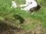 Maine Coon Line P (polydaktyl) - Line 8 mdr