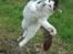 Maine Coon Line P (polydaktyl) - Line 8 mdr