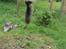 Maine Coon Line P (polydaktyl) - Line 8 mdr