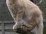 Maine Coon Vingsted´s Cassanova