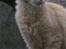 Maine Coon Vingsted´s Cassanova