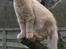 Maine Coon Vingsted´s Cassanova