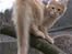 Maine Coon Vingsted´s Cassanova