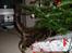 Maine Coon Cosmo  - Og gaverne for den sags skyld