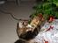 Maine Coon Cosmo 