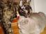 British Shorthair DK Petrine's Pelle