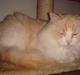 Ragdoll Duke