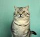 British Shorthair S*Swebritt's Dustin