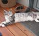 Maine Coon Manfred