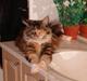 Maine Coon Anastacia( har født 2 )