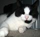 Huskat Figaro <'3