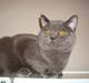 British Shorthair DK La Chatte Charmante