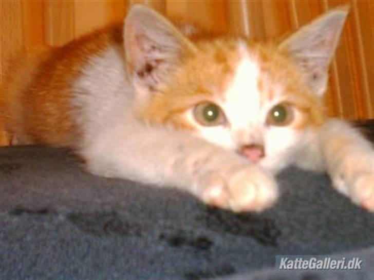 Huskat Balder billede 11